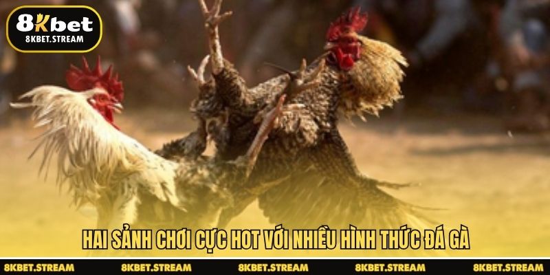 Hai sảnh chơi cực hot với nhiều hình thức đá gà